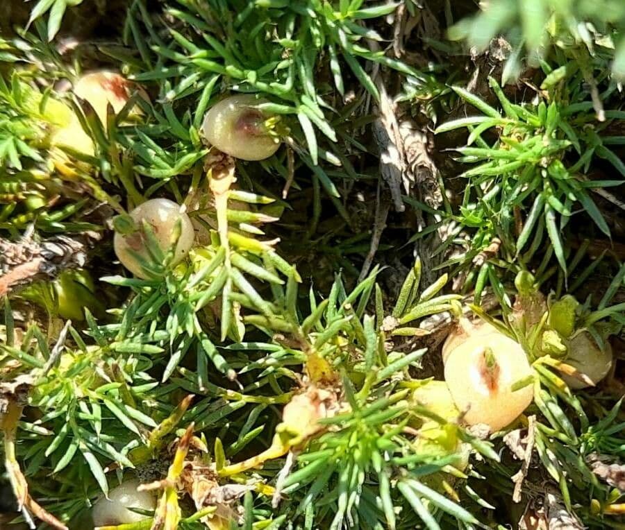 Margyrícarpus 3