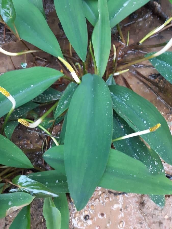 Orontium acquatico 17