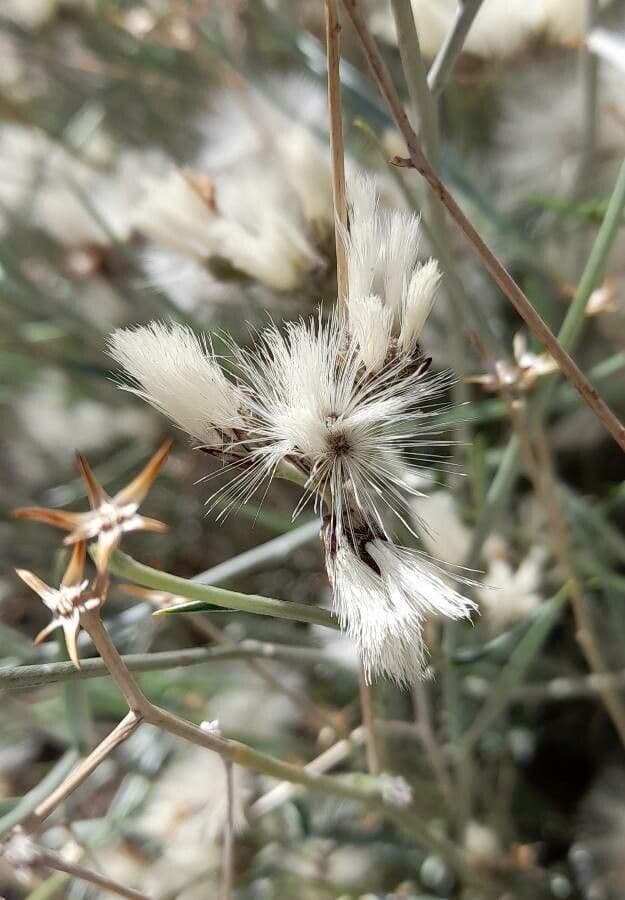Hyalis 3