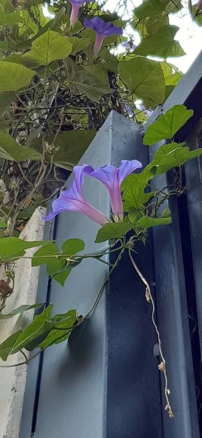 Ipomoea tricolor 17
