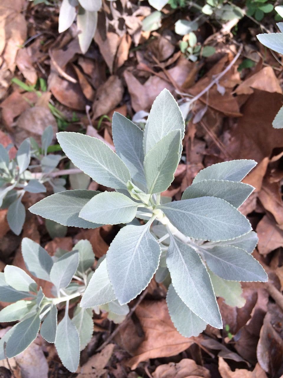 Salvia bianca 17