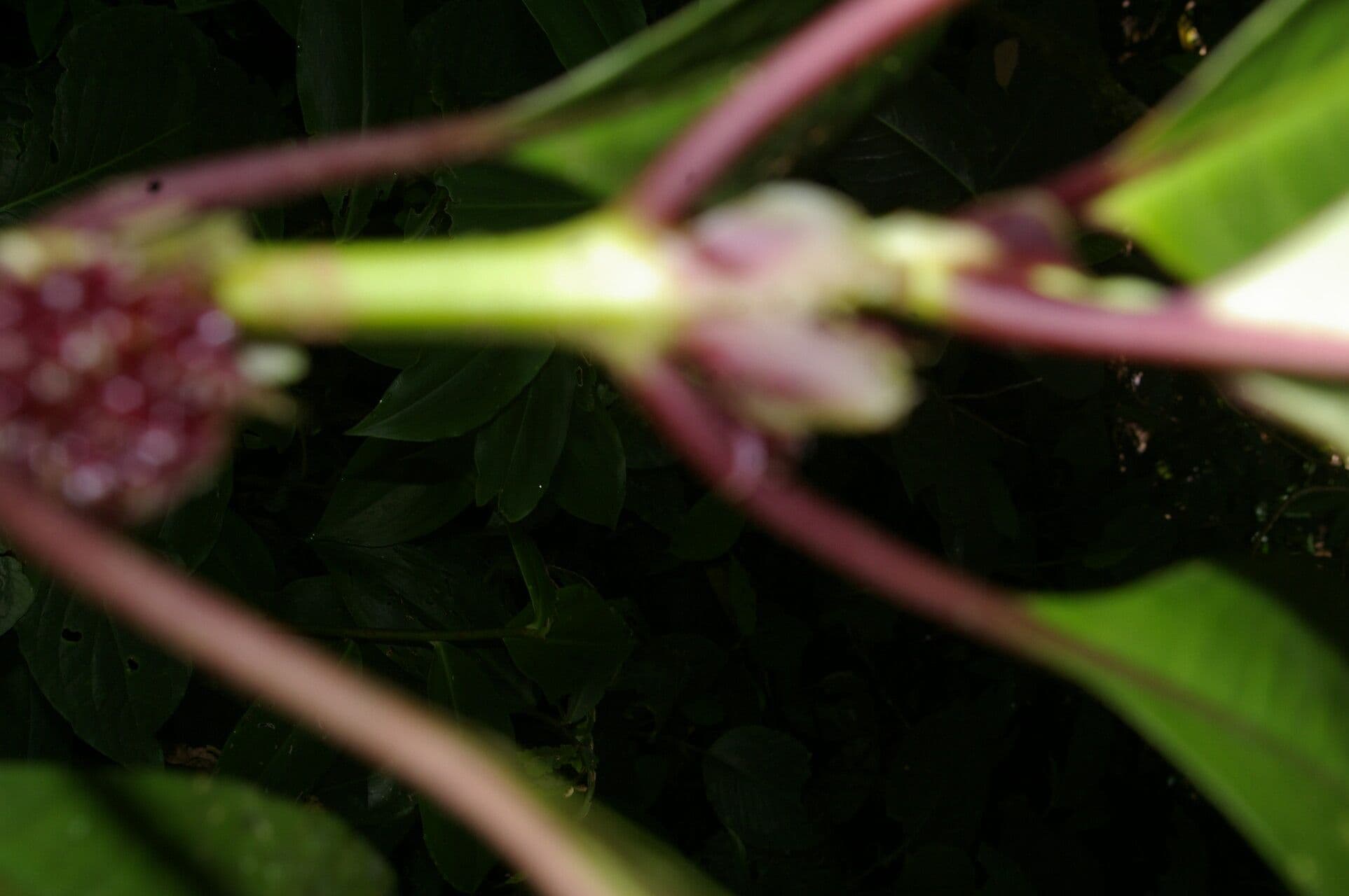 Hoffmannia zbita 4