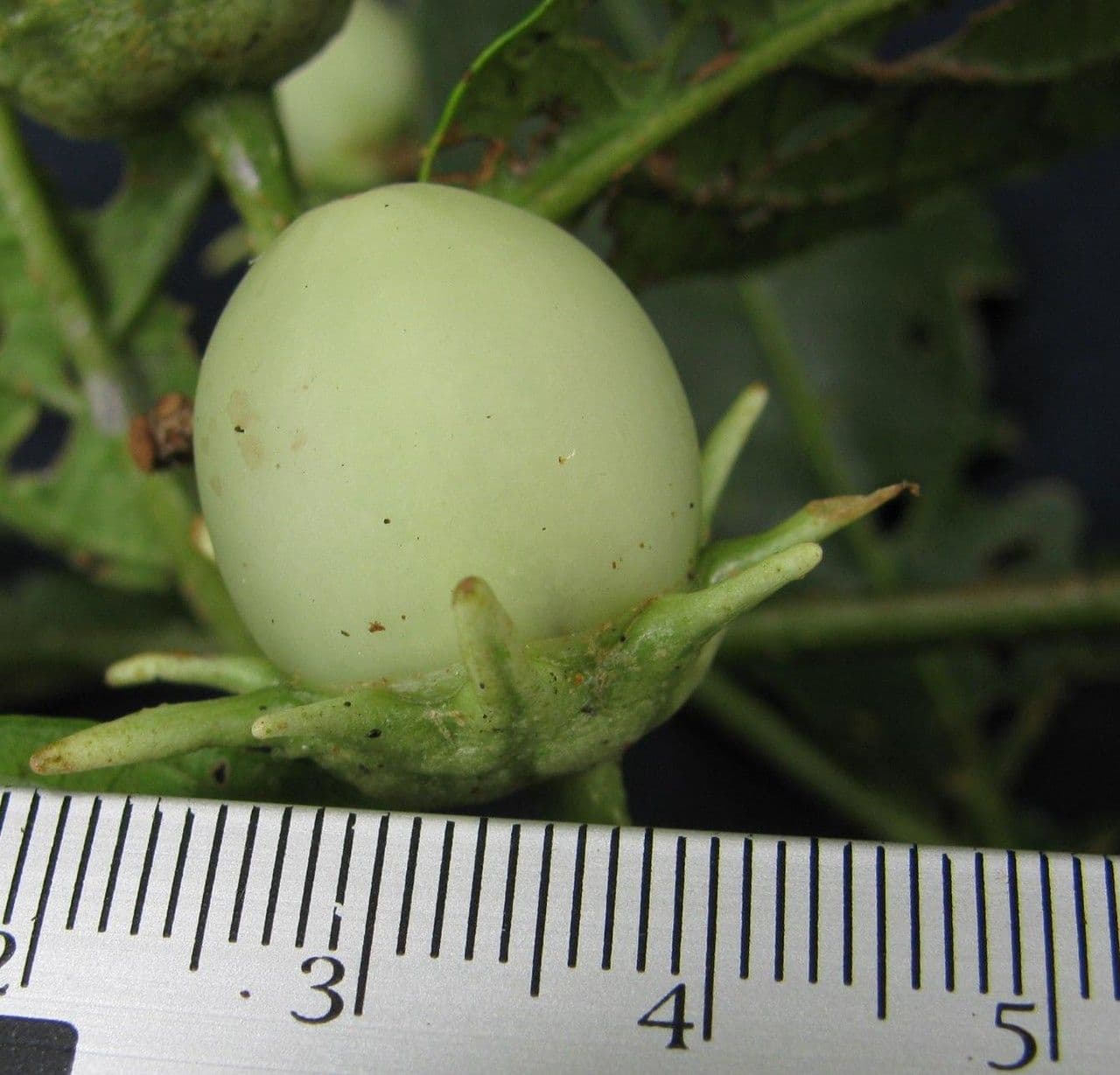 Lycianthes