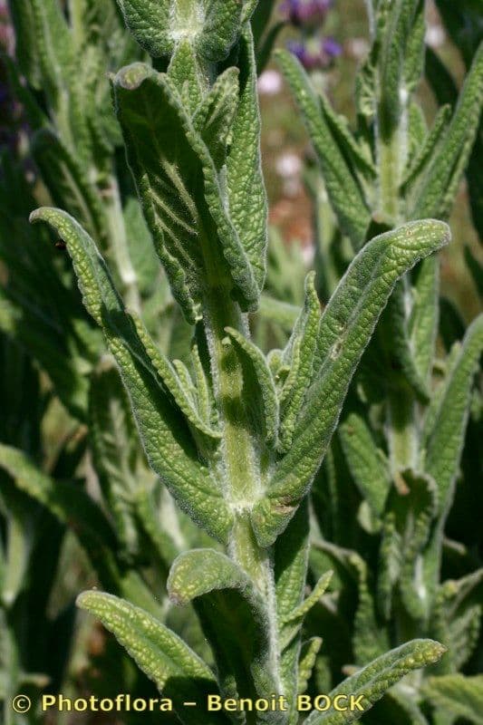 Nepeta tuberosa 17