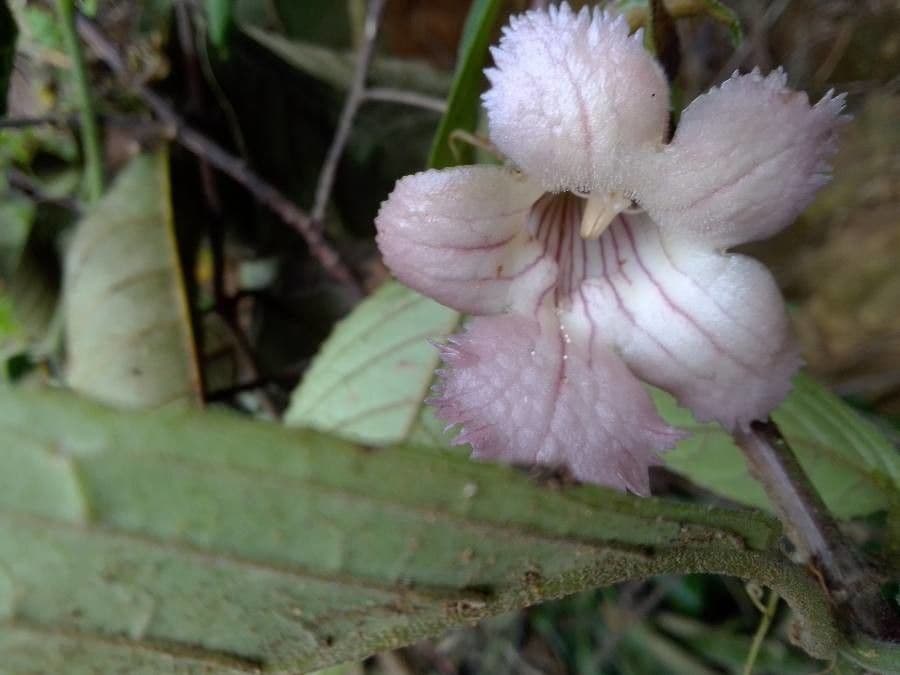 Drymonia seghettata 6