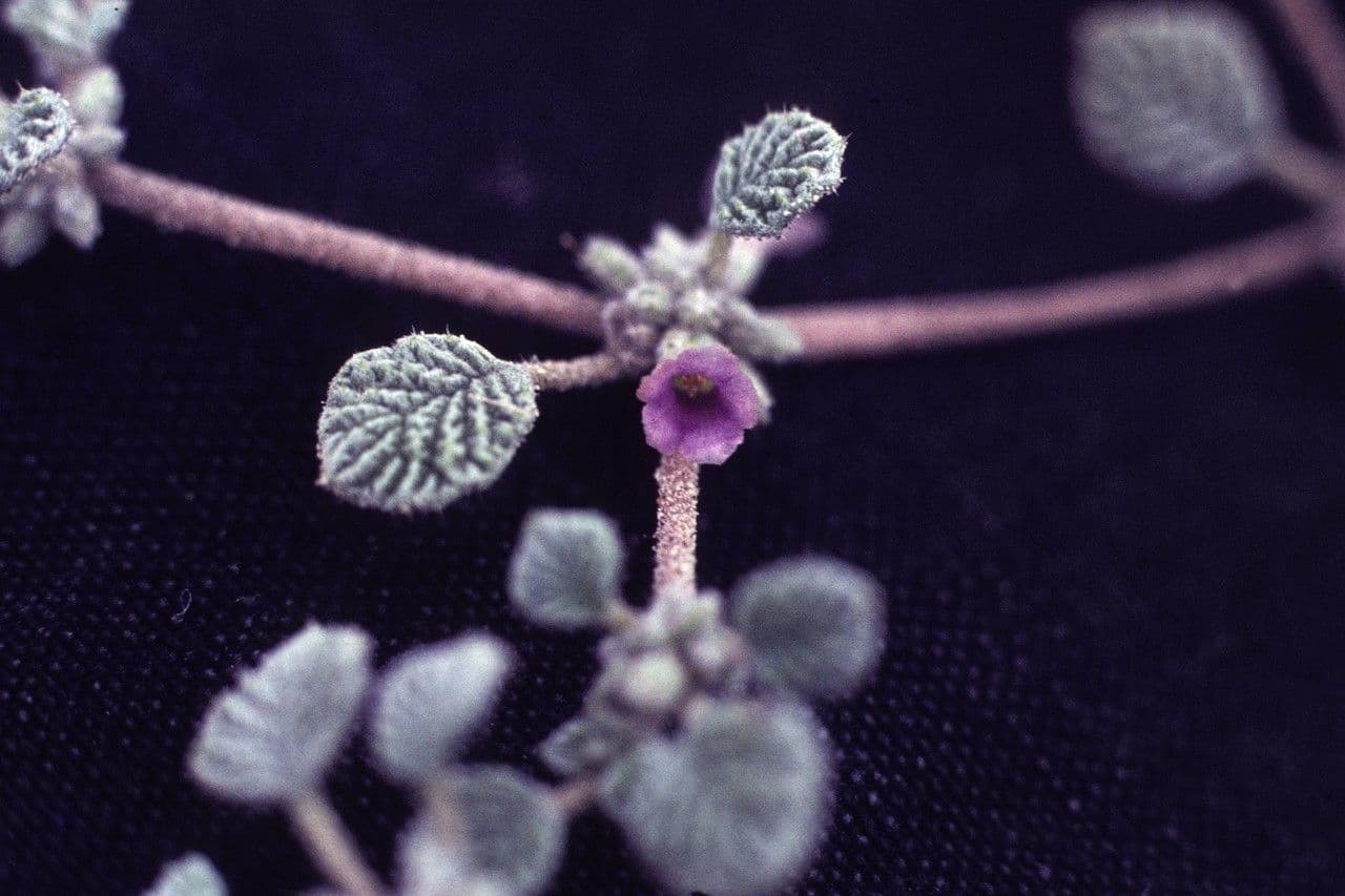 Fanleaf crinklemat