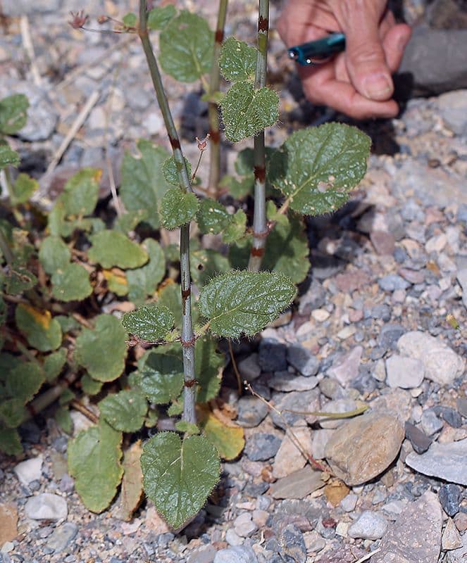Anulocaulis 11