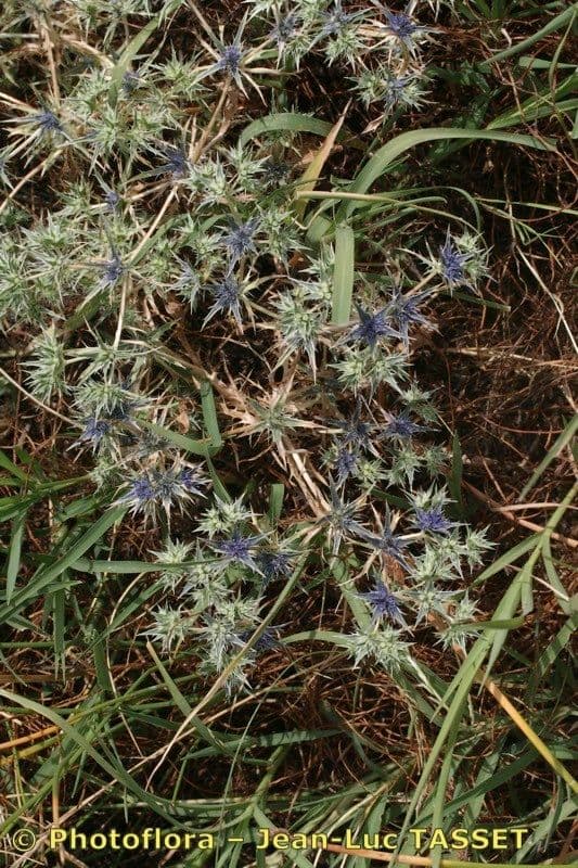 Panicaut 10