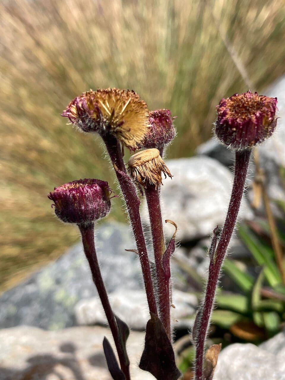 Erigeron 2