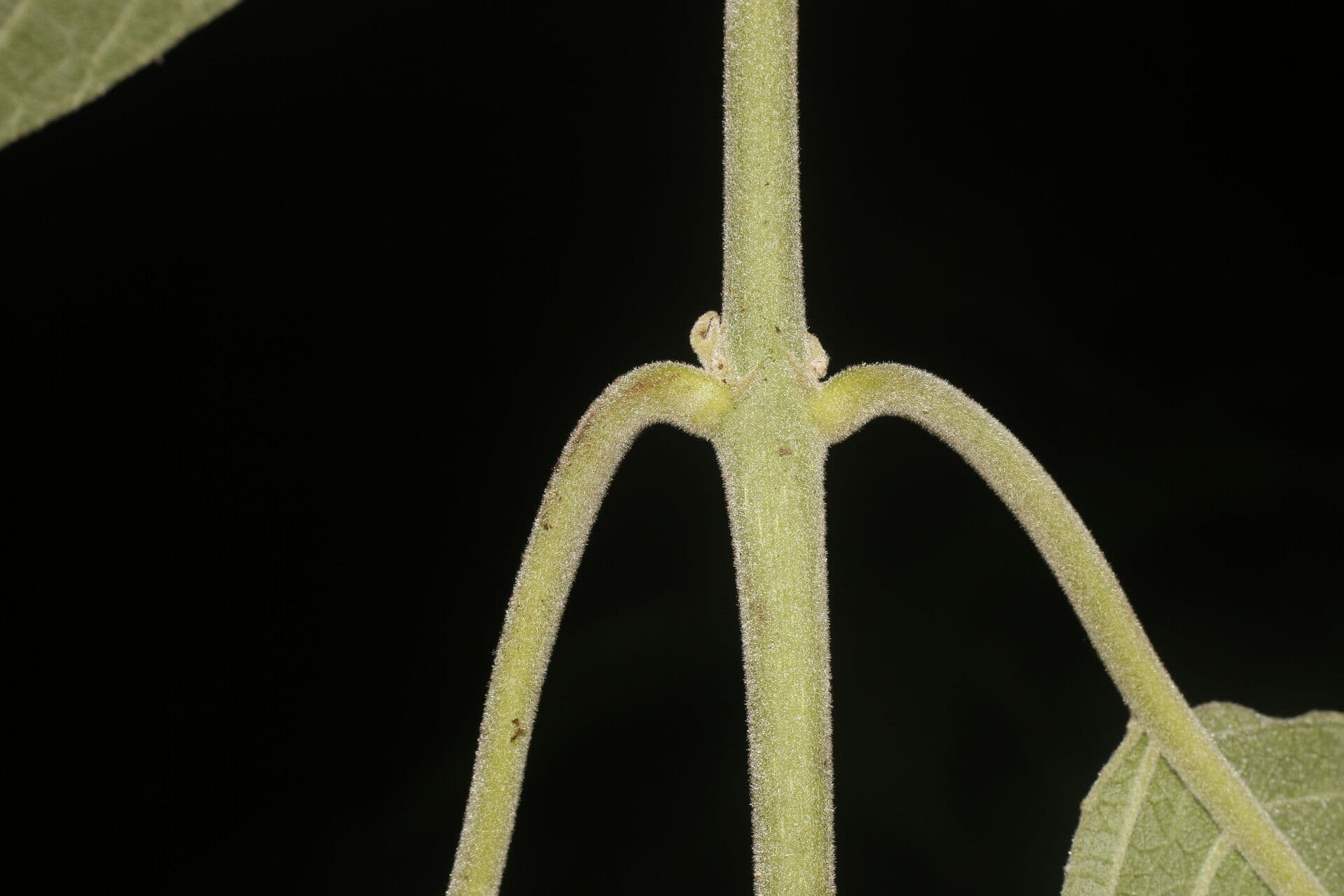 Siparuna gesnerioides 11
