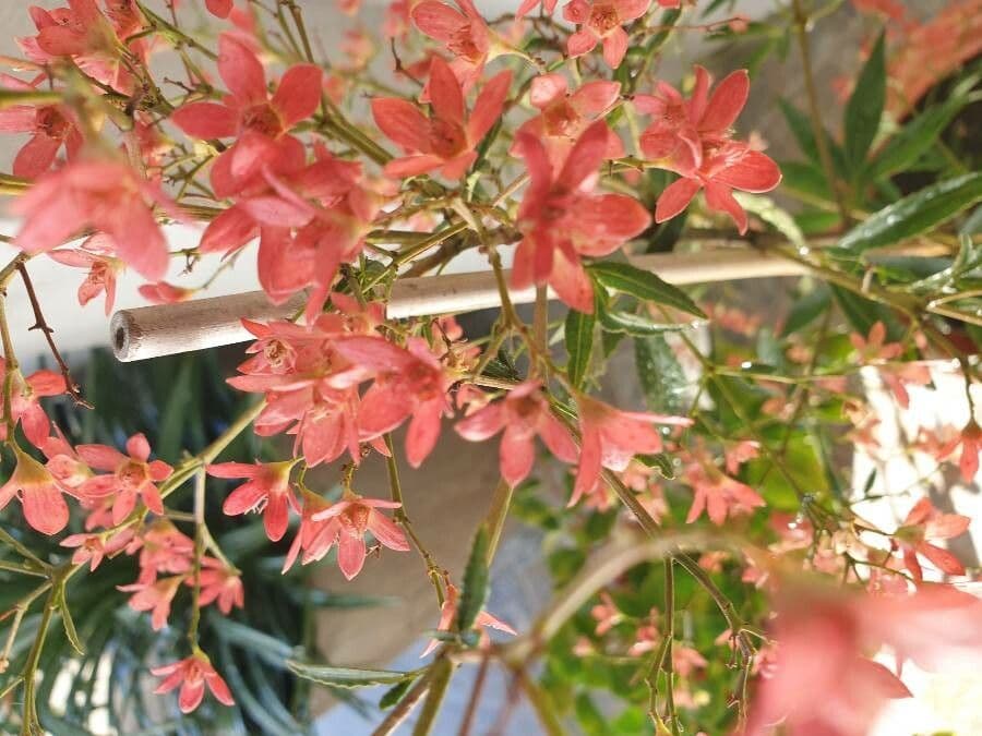 Ceratopetalum gummiferum 7