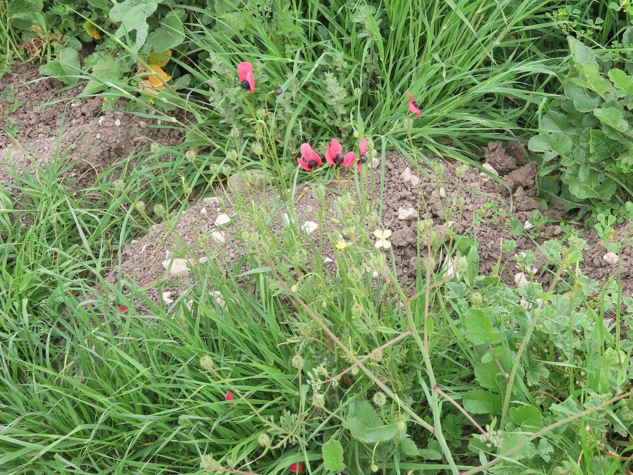 Bastard-Mohn 15