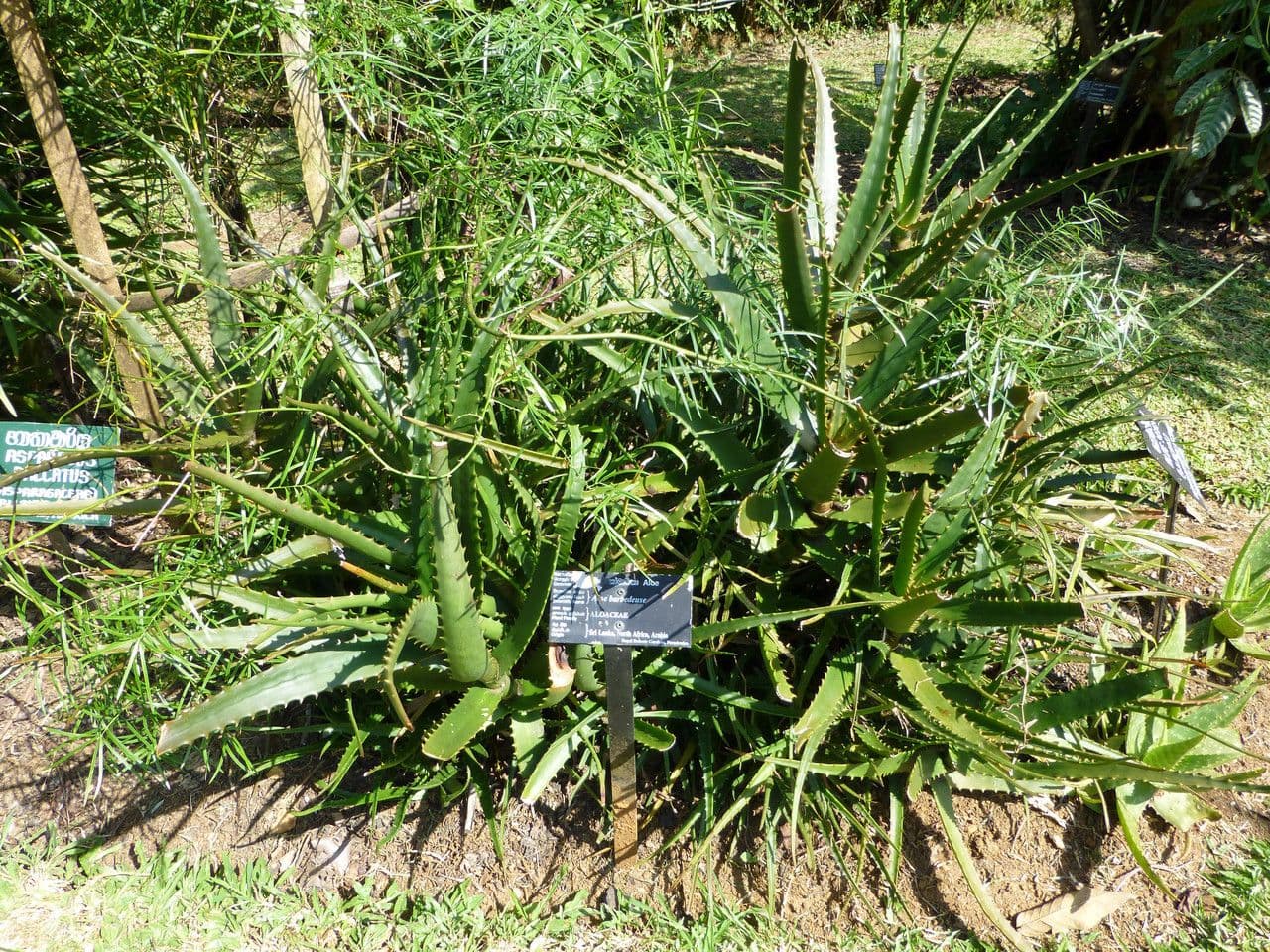 Aloe 3