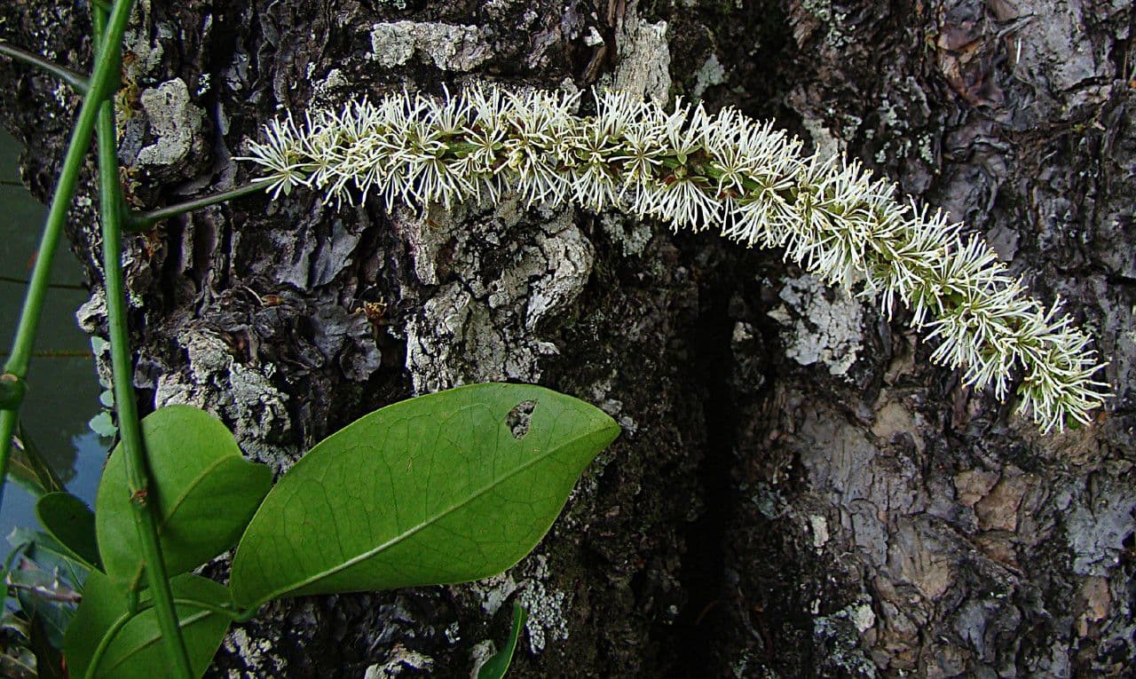Entada phaseoloides 6