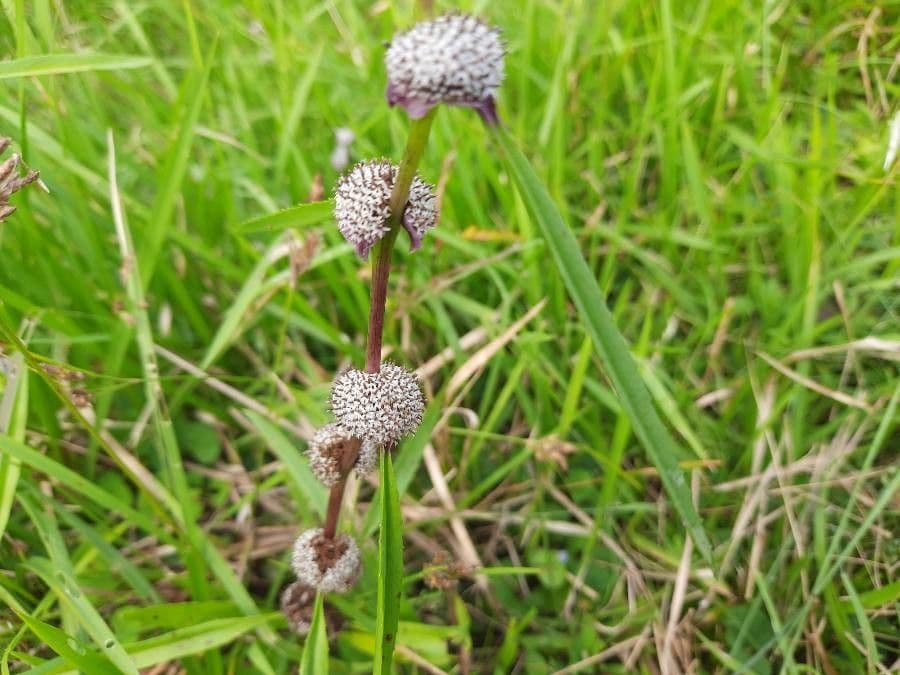 Caesulia