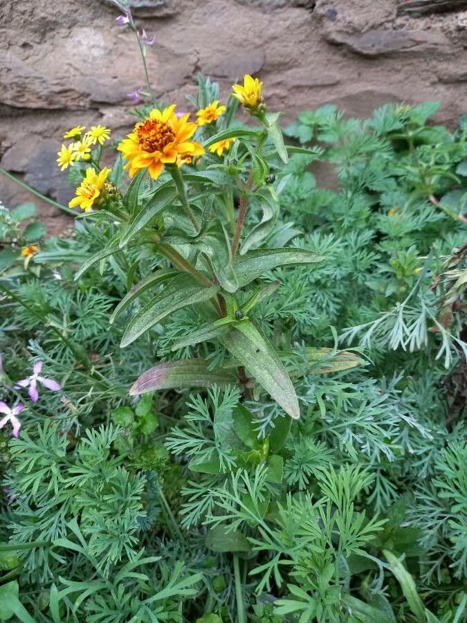 Zinnia di Haage 7