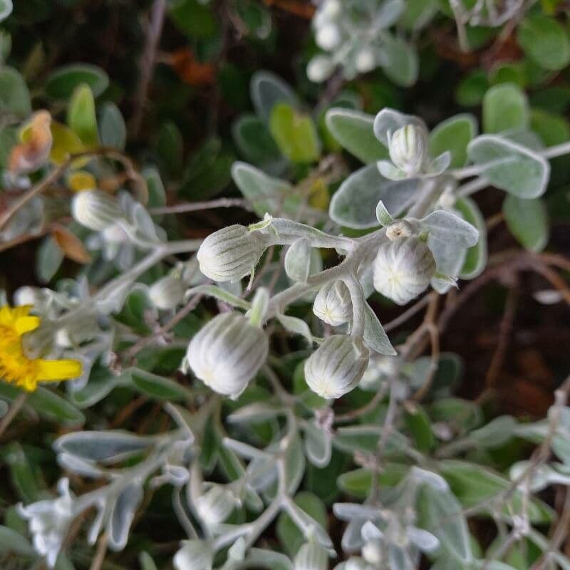 Brachyglottis 6