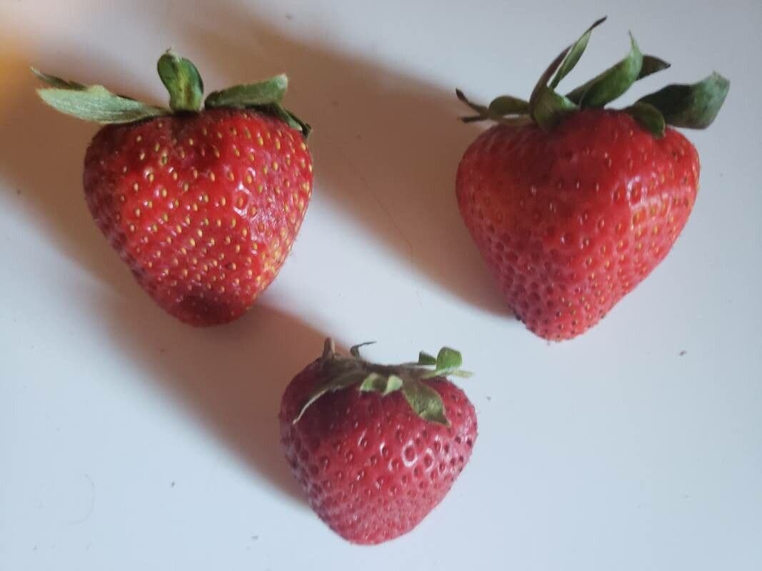 Fragola comune 5
