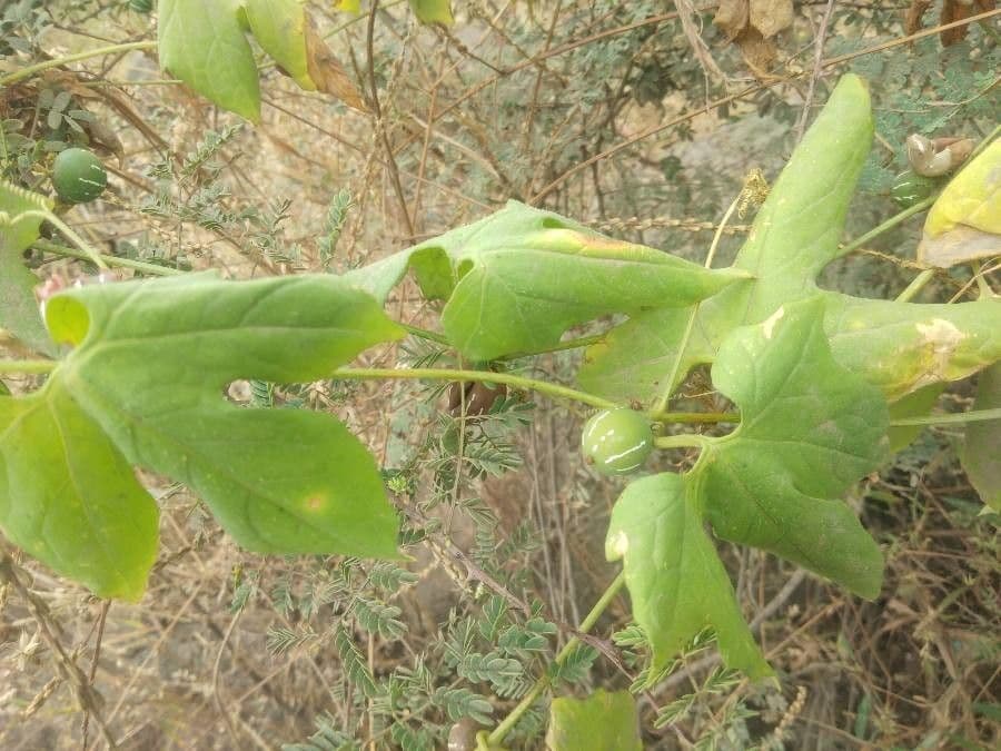Diplocyclos palmatus 8