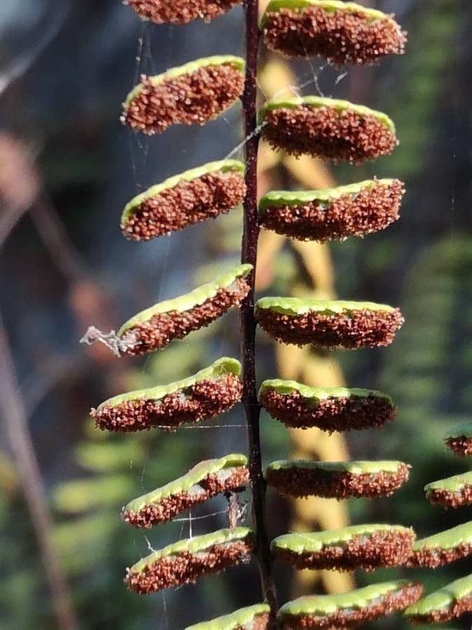 Erba rugginina 5