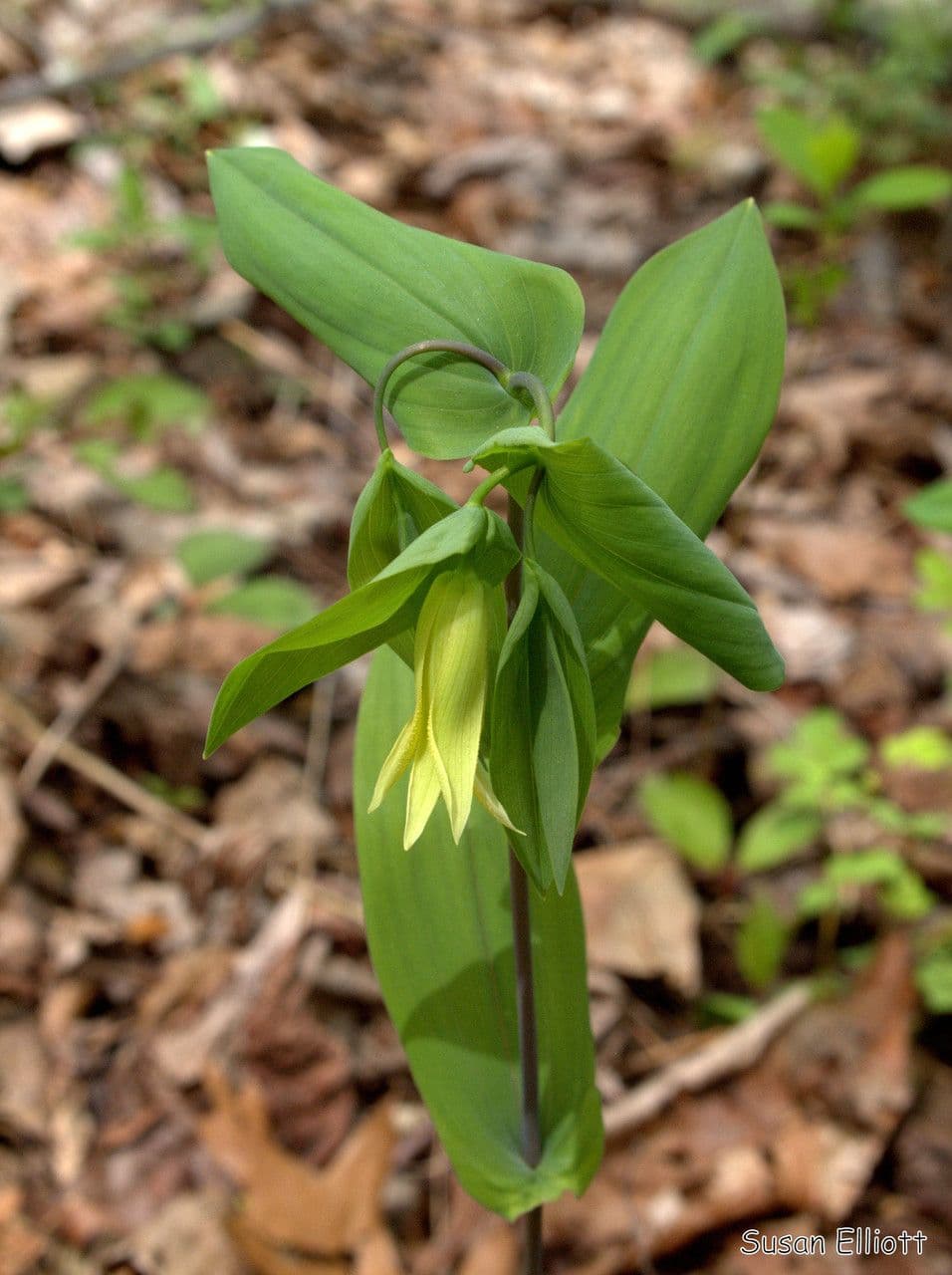 Uvularia perfoliata 11