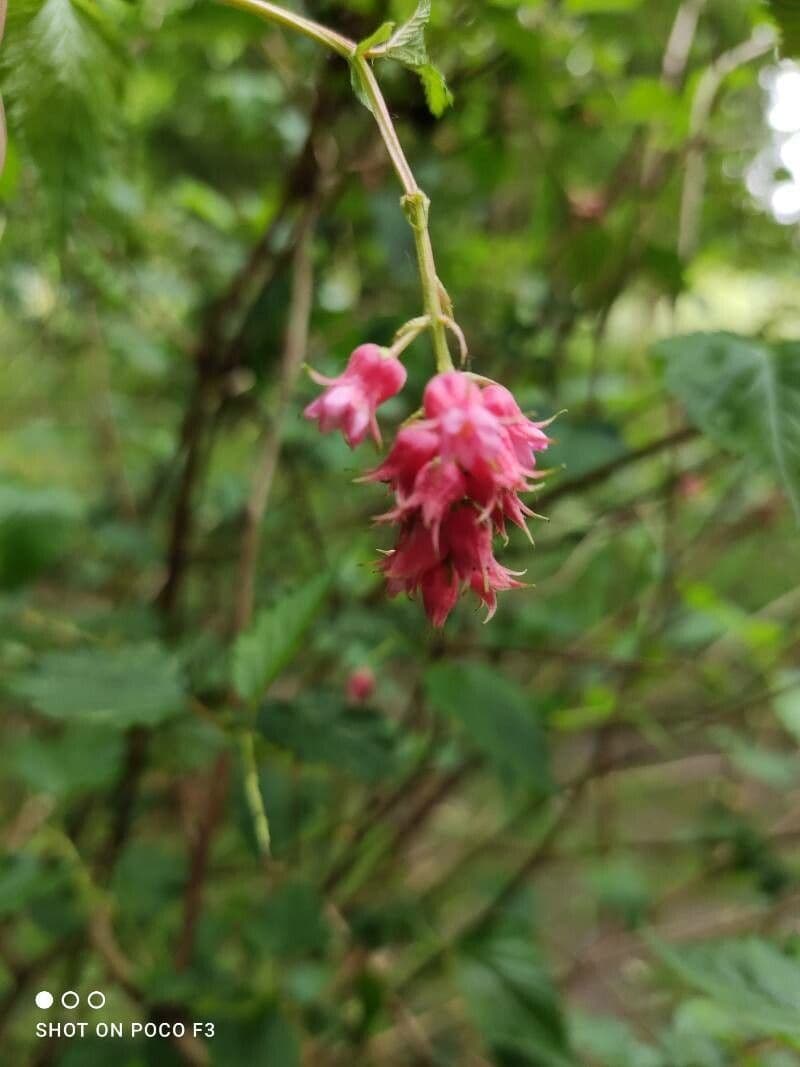 Neillia 2