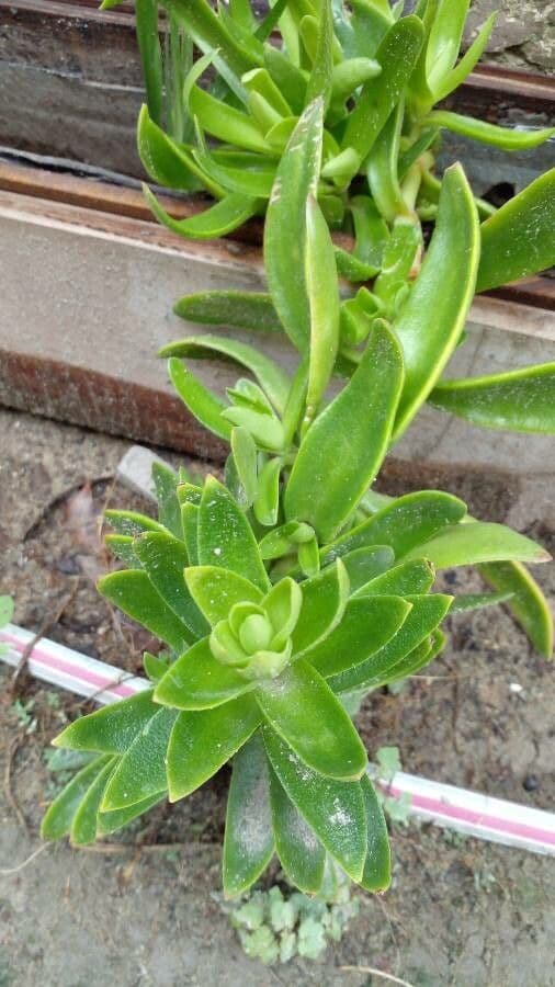 Crassula 3