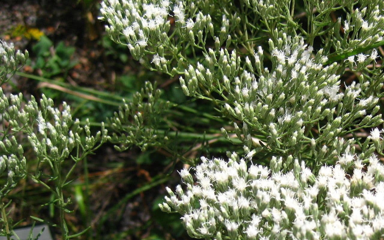 Eupatorio issopifoglia 11