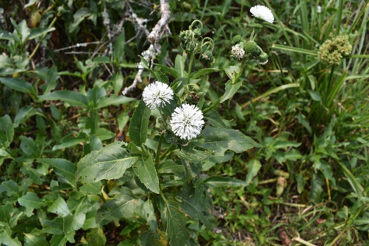 Gymnocoronis 7