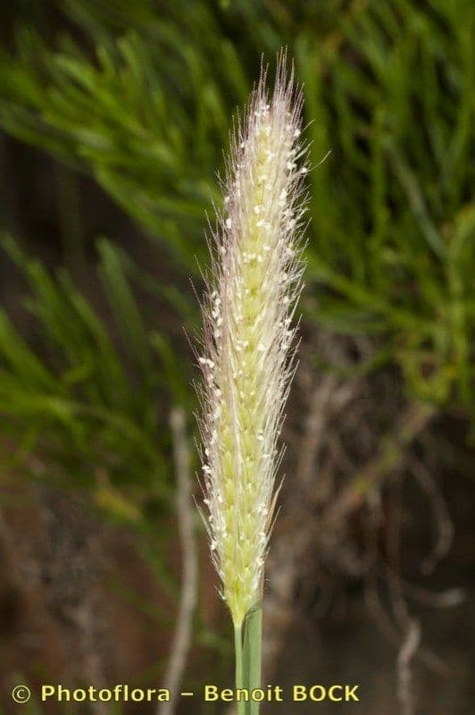 Tetrapogon kosmaty 3
