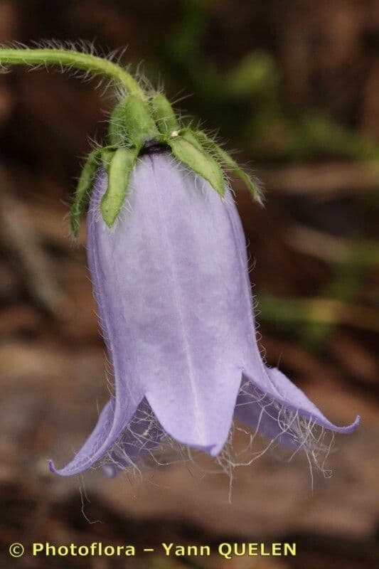 Campanula barbata 22