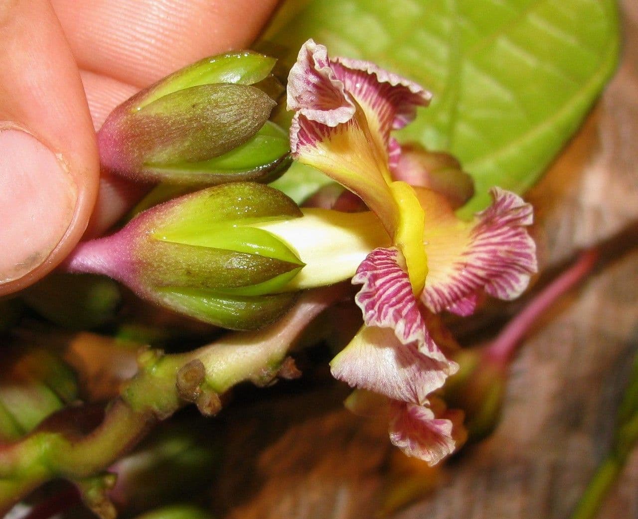 Prestonia portobellensis 6