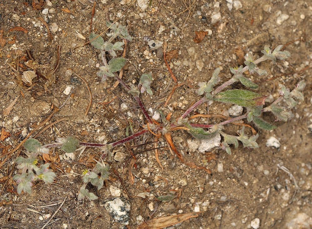 Hollisteria lanata 10