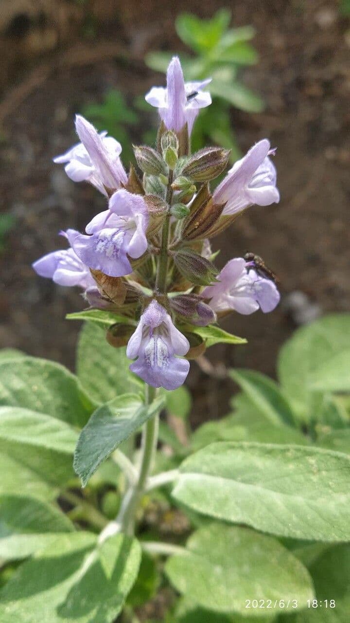 Salvia 9
