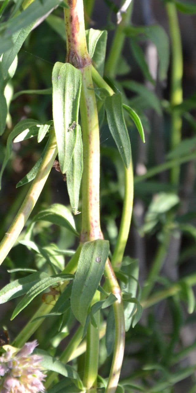 Issopo 24