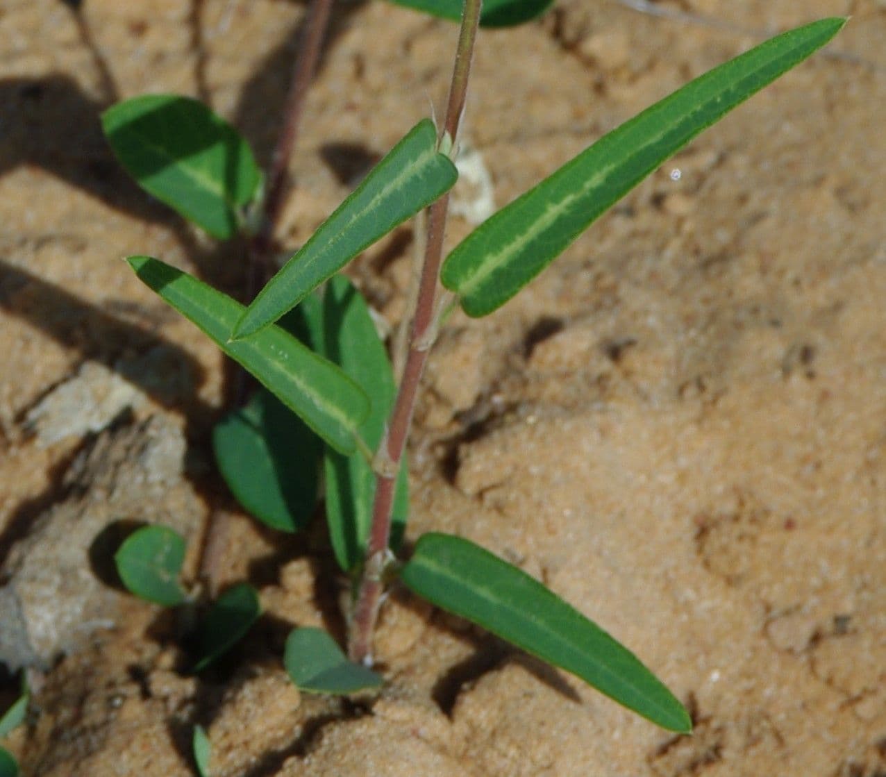 Alysicarpus ovalifolius 4
