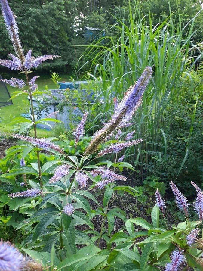 Veronicastrum 10