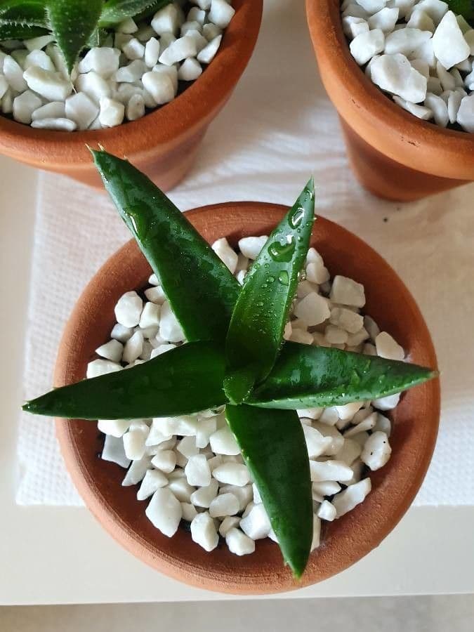 Aloe 10