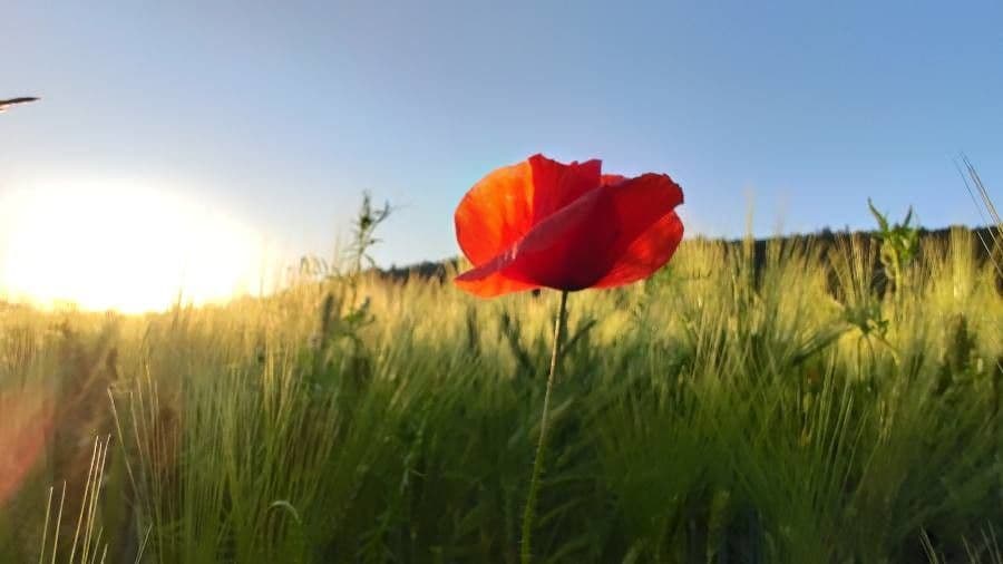 Sand-Mohn 9