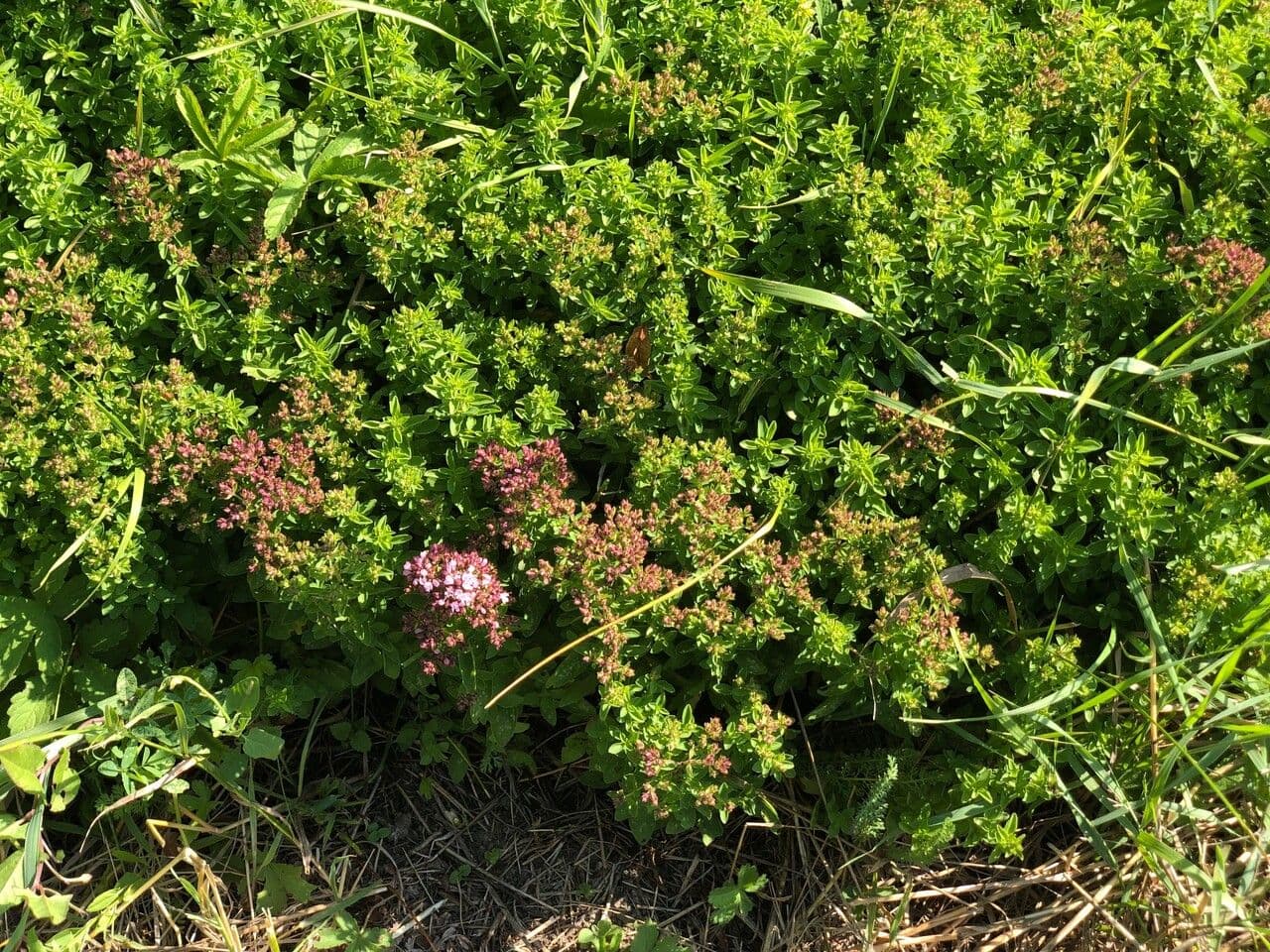 Oregano 29