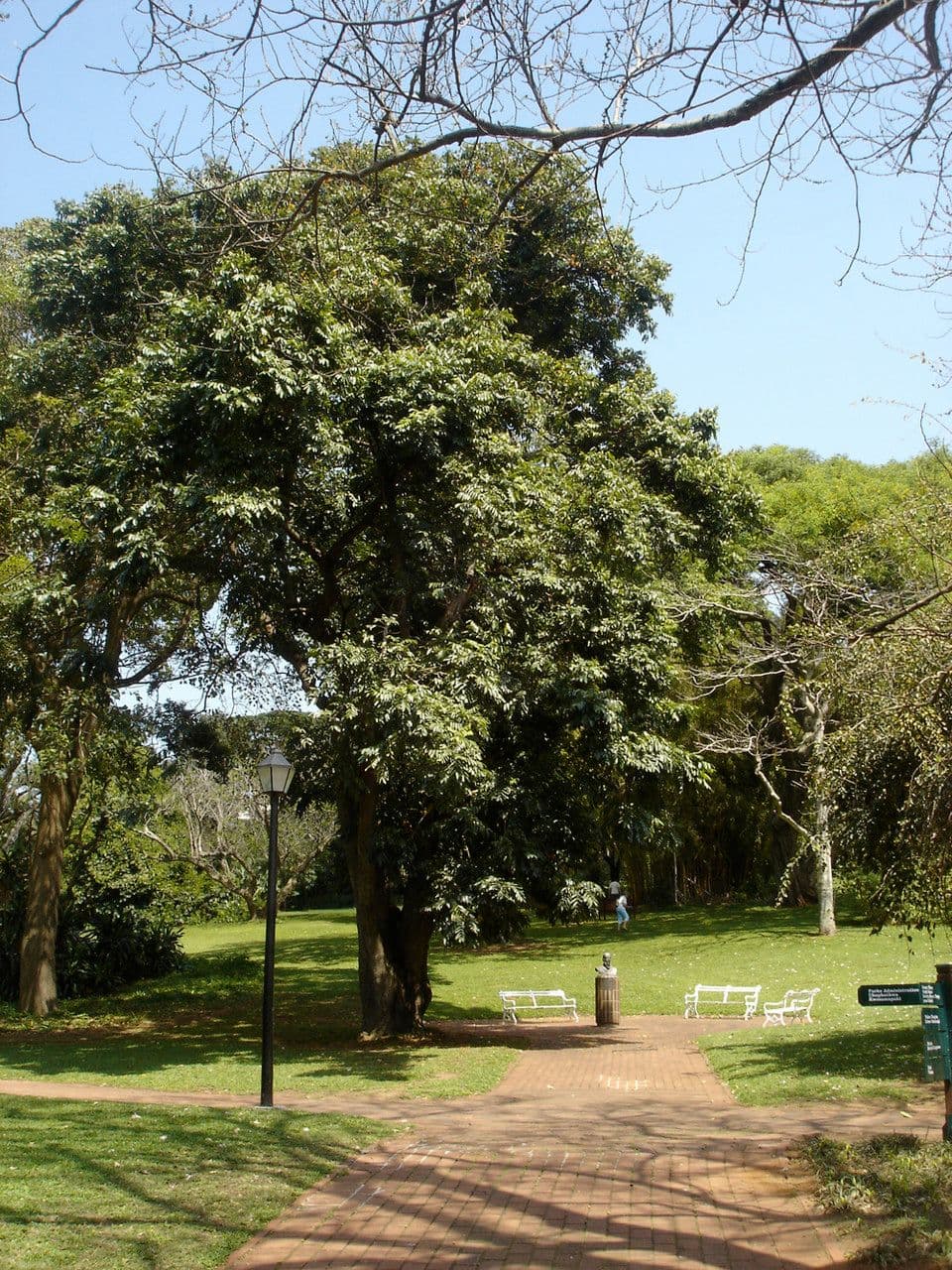 Sandbüchsenbaum 14