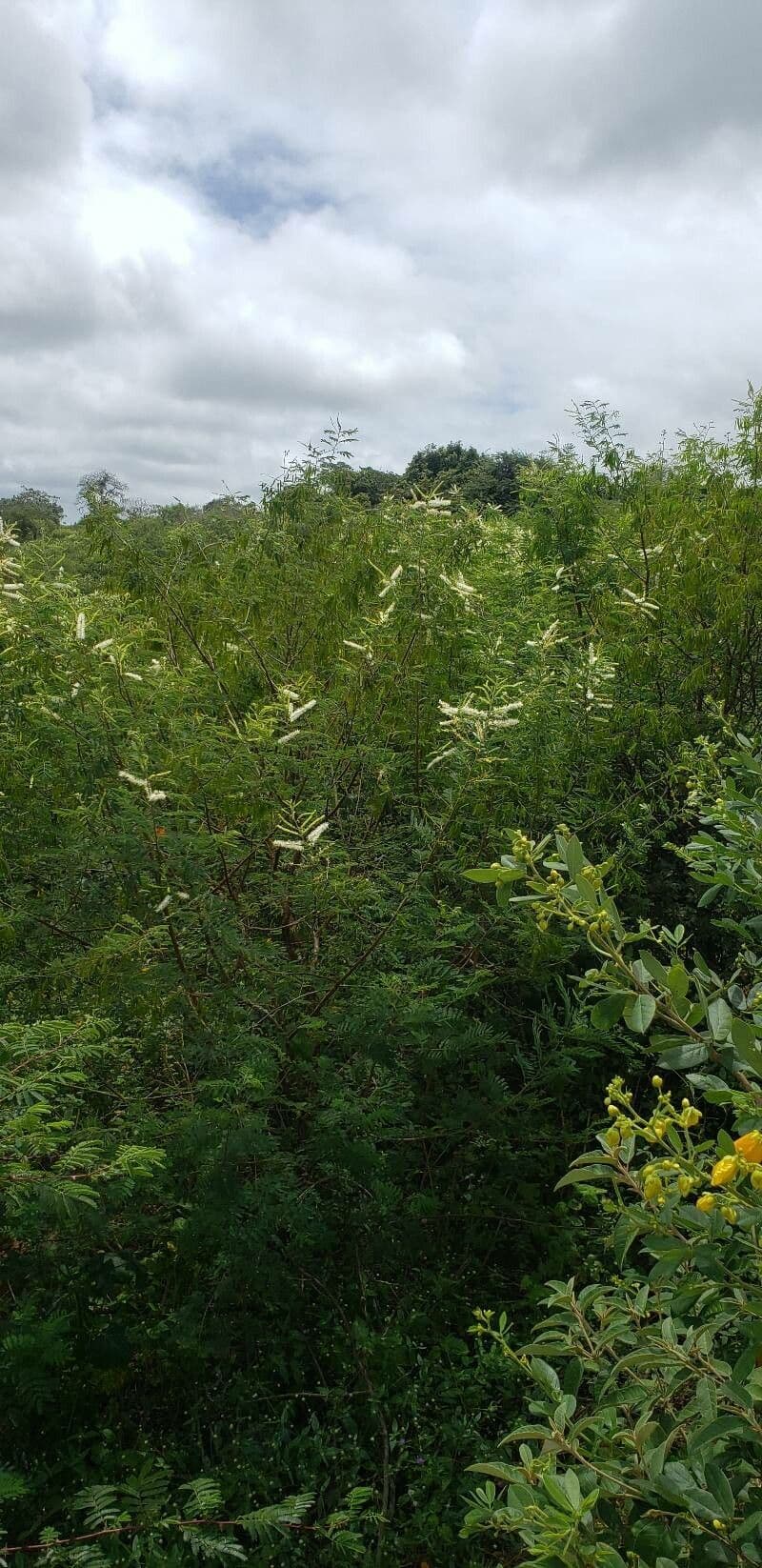 Mimosenbaum 6