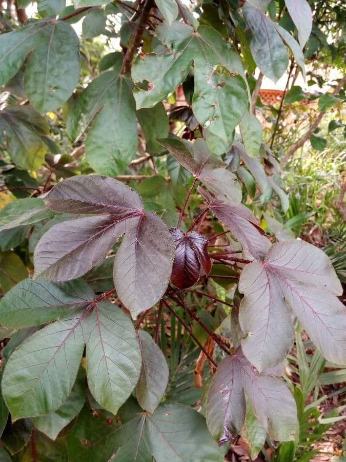 Bauchige Brechnuss 20