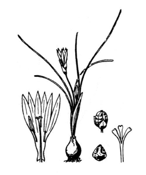 Romulea 28