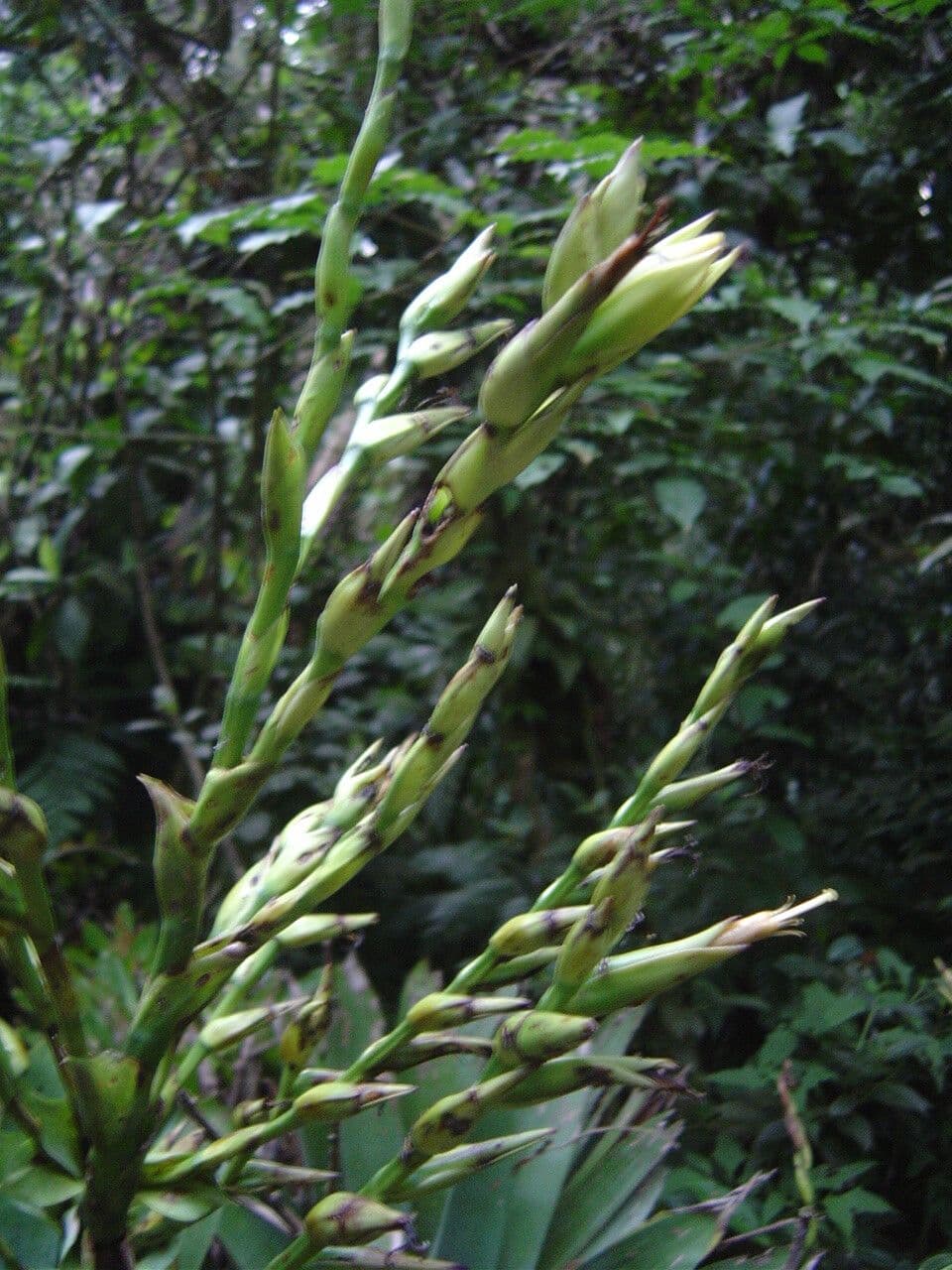 Vriesea 2