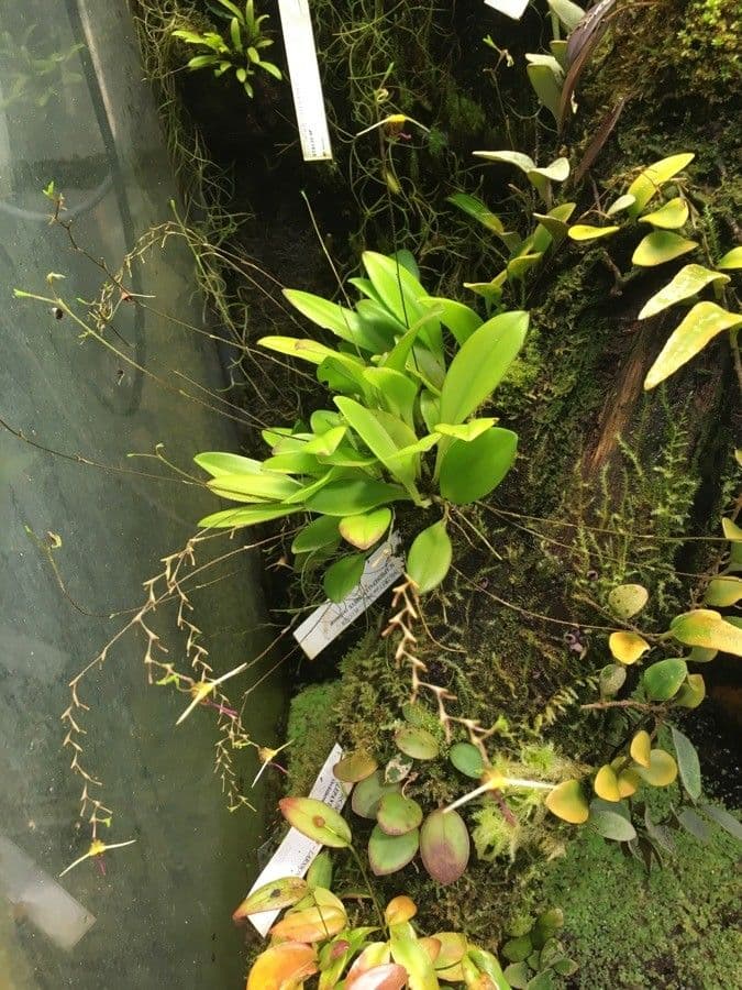 Scaphosepalum 2