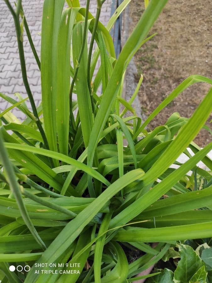 Emerocallide fulva 17