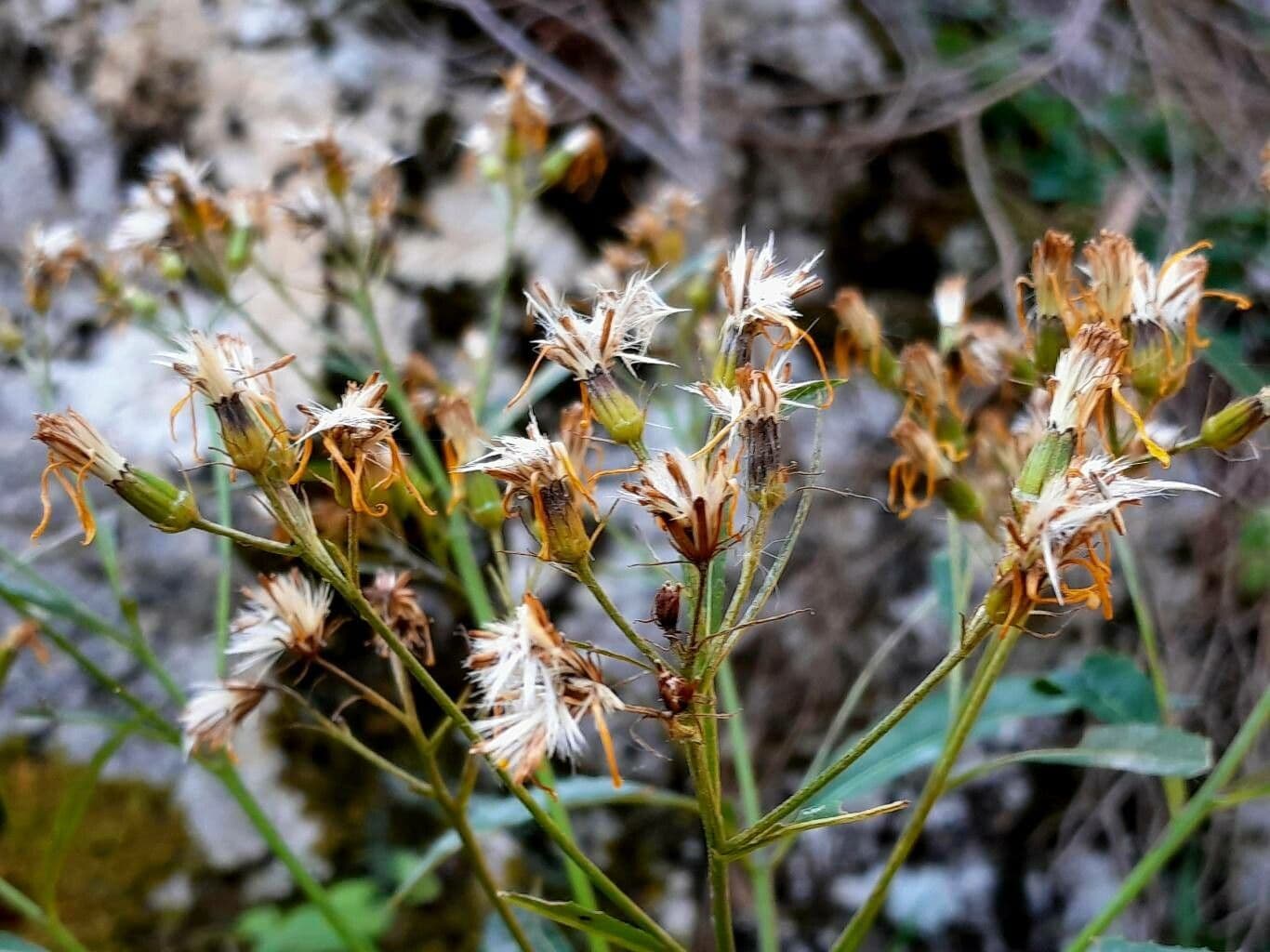 Senecio 3