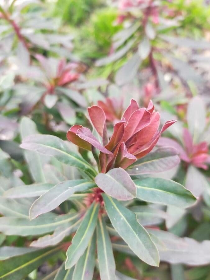 Euphorbe des bois 28