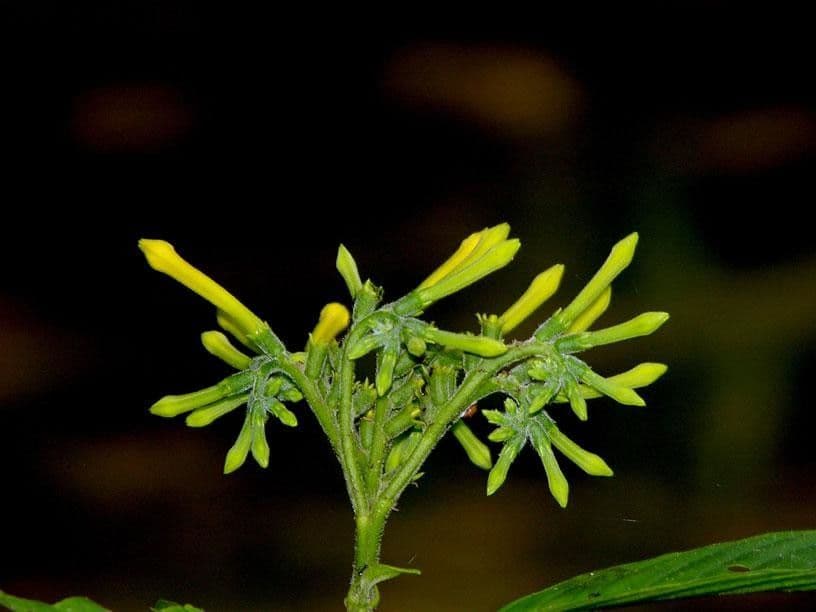 Hamelia 13